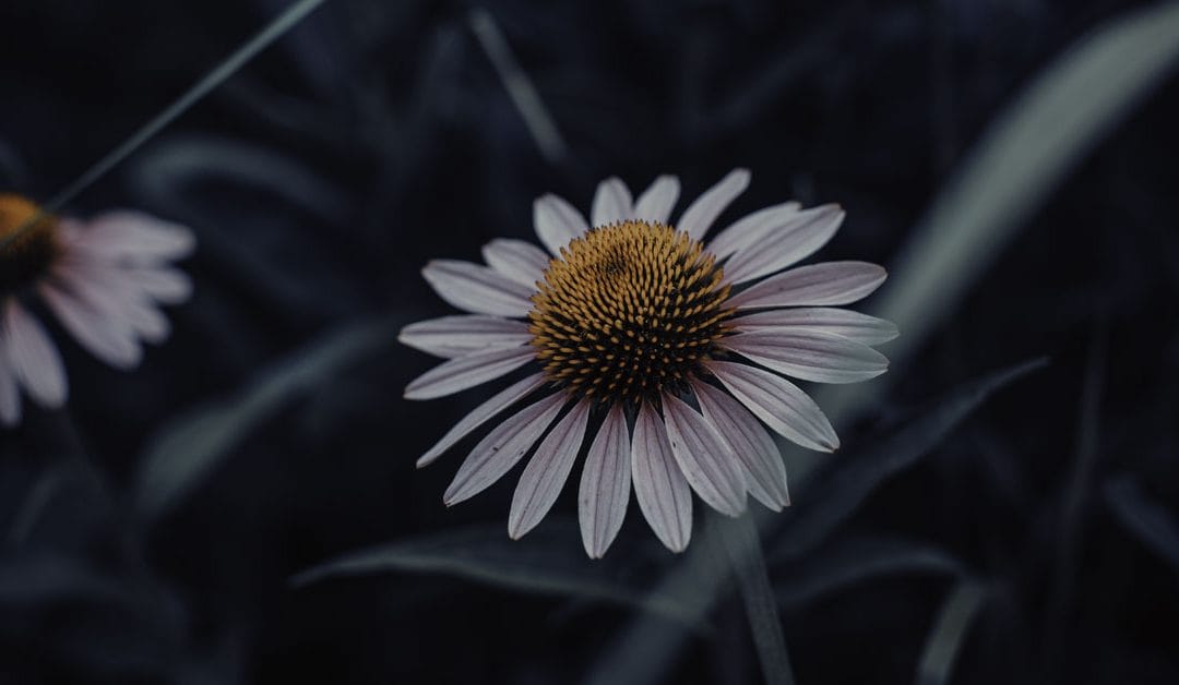 How to Get Mindful While Getting Dirty: 30 Minutes in Nature
